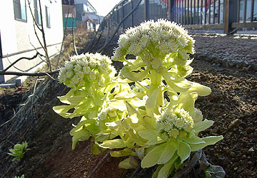 北海道のふきのとう6 北海道のふきのとう6