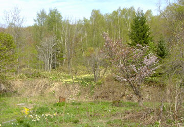 北海道の水仙1 北海道の水仙1