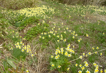 北海道の水仙2 北海道の水仙2