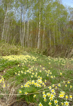 北海道の水仙4 北海道の水仙4