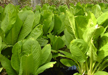 �k�C���t�̉ԁX1