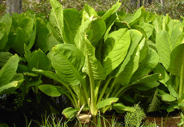 �k�C���t�̉ԁX2