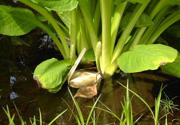 �k�C���t�̉ԁX3