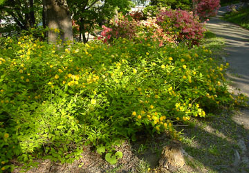 �k�C���t�̉ԁX6