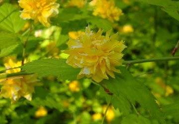 �k�C���t�̉ԁX7