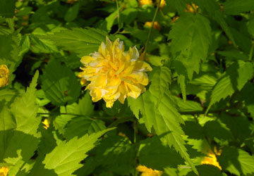 �k�C���t�̉ԁX8