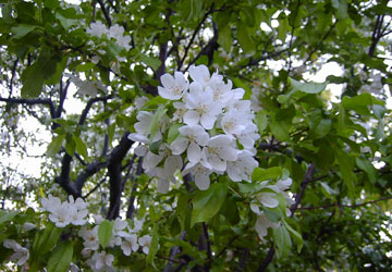 �k�C���t�̉ԁX9