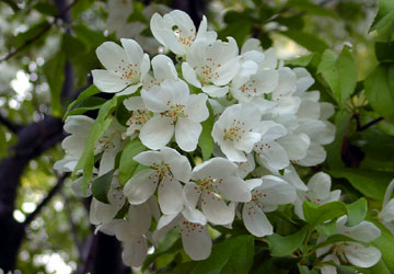 �k�C���t�̉ԁX10