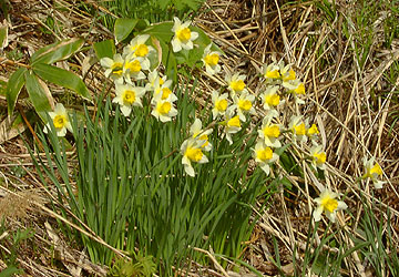 北海道の水仙5 北海道の水仙5