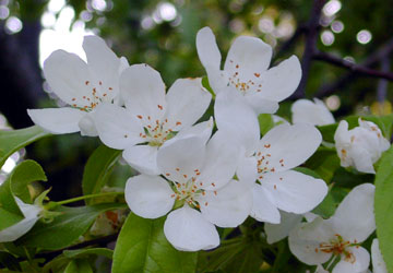 �k�C���t�̉ԁX11