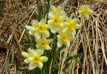 北海道の水仙6 北海道の水仙6