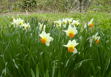 北海道の水仙7 北海道の水仙7