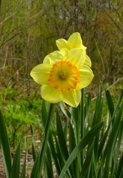 北海道の水仙8 北海道の水仙8