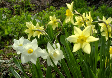 北海道の水仙9 北海道の水仙9