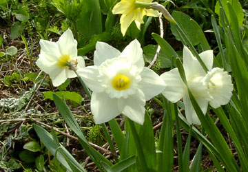 北海道の水仙10 北海道の水仙10