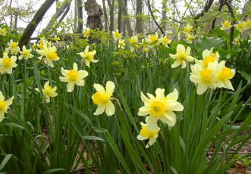 北海道の水仙11 北海道の水仙11
