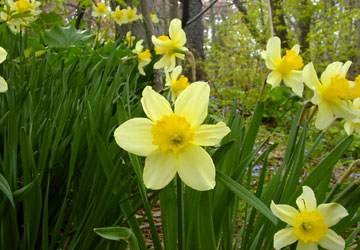 北海道の水仙12 北海道の水仙12