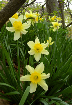 北海道の水仙13 北海道の水仙13