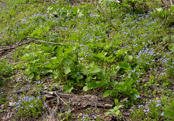 �k�C���̖Y��ȑ�1