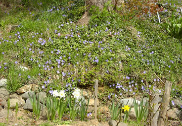 �k�C���̖Y��ȑ�3