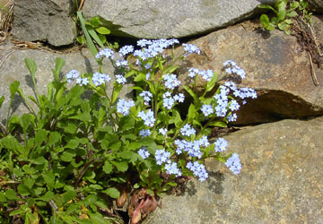 �k�C���̖Y��ȑ�4