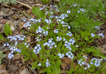 �k�C���̖Y��ȑ�5