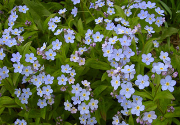 �k�C���̖Y��ȑ�6