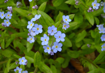 �k�C���̖Y��ȑ�7