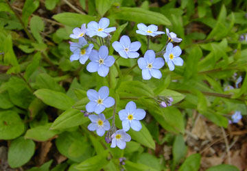 �k�C���̖Y��ȑ�8