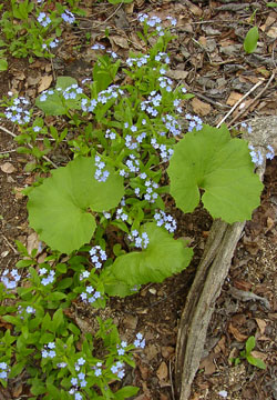 �k�C���̖Y��ȑ�9