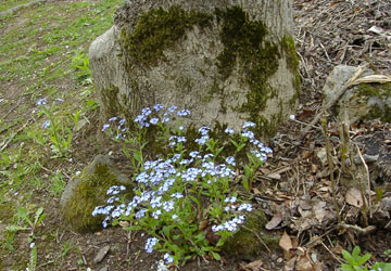 �k�C���̖Y��ȑ�10