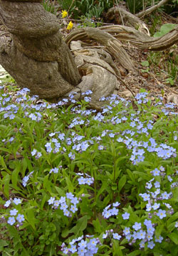 �k�C���̖Y��ȑ�11