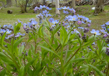 �k�C���̖Y��ȑ�12