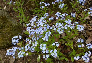 �k�C���̖Y��ȑ�13