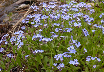 �k�C���̖Y��ȑ�16