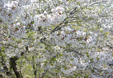 �k�C���̍�1