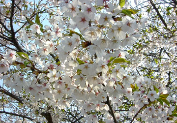 �k�C���̍�2