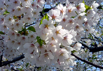 �k�C���̍�3