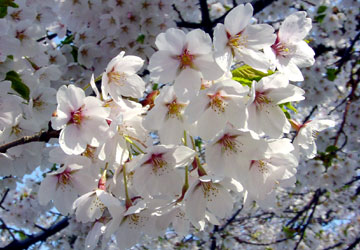 �k�C���̍�4