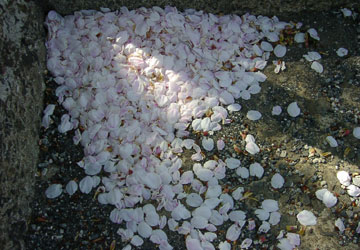 �k�C���̍�5