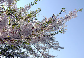 �k�C���̍�6