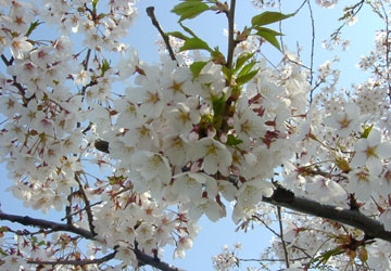 �k�C���̍�7