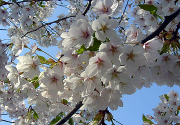 �k�C���̍�8