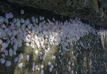 �k�C���̍�9