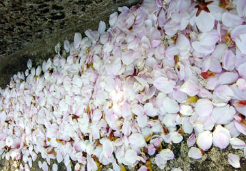 �k�C���̍�10