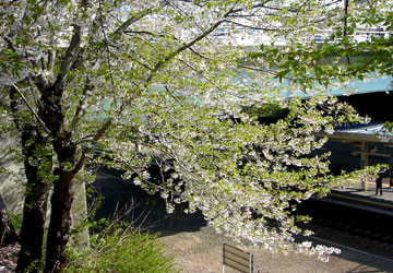 �k�C���̍�11