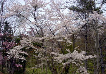 �k�C���̍�1