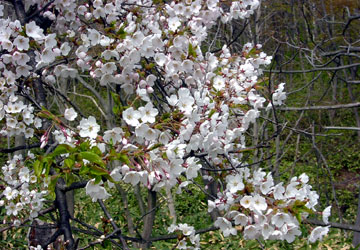 �k�C���̍�2