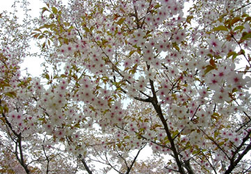 �k�C���̍�3