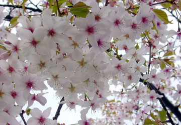 �k�C���̍�4